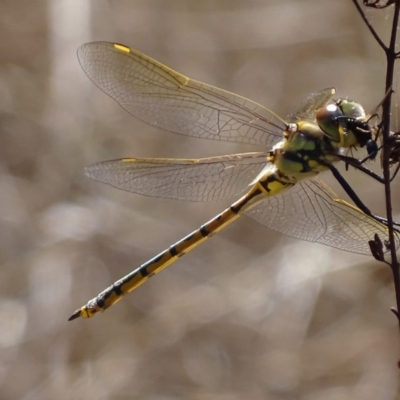 Hemicordulia tau (Tau Emerald) at Red Hill Nature Reserve - 20 Feb 2017 by roymcd