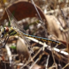 Hemicordulia tau at Red Hill, ACT - 20 Feb 2017 04:08 PM