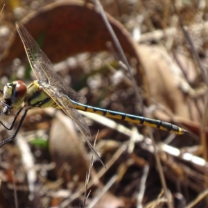 Hemicordulia tau at Red Hill, ACT - 20 Feb 2017 04:08 PM