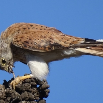 Falco cenchroides (Nankeen Kestrel) at Garran, ACT - 21 Feb 2017 by roymcd