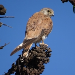 Falco cenchroides at Garran, ACT - 21 Feb 2017 05:14 PM