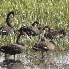 Cygnus atratus (Black Swan) at Wollogorang, NSW - 18 Feb 2017 by GeoffRobertson