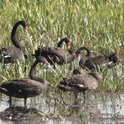 Cygnus atratus (Black Swan) at Wollogorang, NSW - 17 Feb 2017 by GeoffRobertson