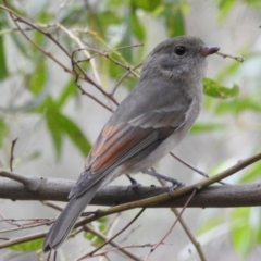 Pachycephala pectoralis (Golden Whistler) at Tidbinbilla Nature Reserve - 1 Mar 2017 by Qwerty