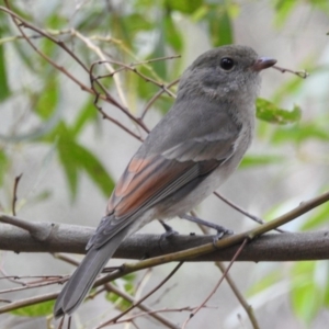 Pachycephala pectoralis at Paddys River, ACT - 1 Mar 2017