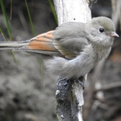 Pachycephala pectoralis at Paddys River, ACT - 1 Mar 2017 12:00 AM