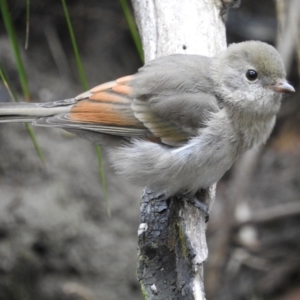 Pachycephala pectoralis at Paddys River, ACT - 1 Mar 2017 12:00 AM