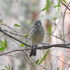 Pachycephala rufiventris (Rufous Whistler) at Tidbinbilla Nature Reserve - 1 Mar 2017 by Qwerty