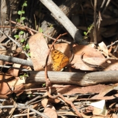 Geitoneura acantha (Ringed Xenica) at Paddys River, ACT - 1 Mar 2017 by Qwerty