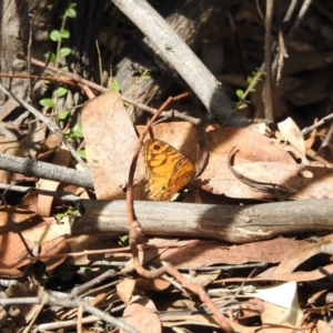 Geitoneura acantha at Paddys River, ACT - 1 Mar 2017