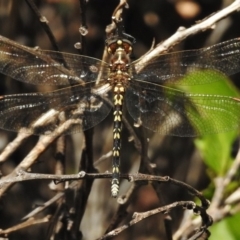 Synthemis eustalacta (Swamp Tigertail) at Tennent, ACT - 2 Mar 2017 by JohnBundock