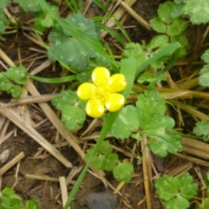 Ranunculus repens at Pialligo, ACT - 2 Mar 2017 10:24 AM