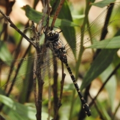 Austroaeschna multipunctata (Multi-spotted Darner) at Tennent, ACT - 2 Mar 2017 by JohnBundock