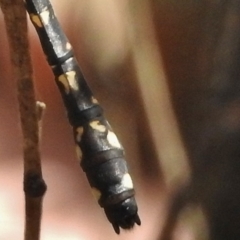 Austroaeschna multipunctata at Tennent, ACT - 2 Mar 2017 12:28 PM