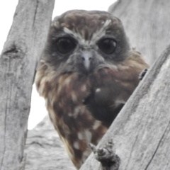 Ninox boobook (Southern Boobook) at Tennent, ACT - 2 Mar 2017 by JohnBundock