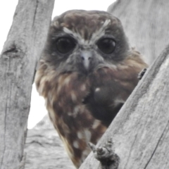 Ninox boobook (Southern Boobook) at Tennent, ACT - 1 Mar 2017 by JohnBundock