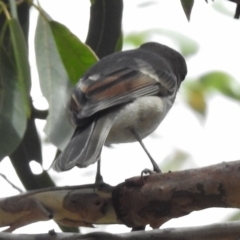 Pachycephala pectoralis at Tennent, ACT - 2 Mar 2017