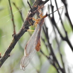 Nymphes myrmeleonoides at Tennent, ACT - 2 Mar 2017 12:25 PM