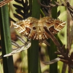 Chrysolarentia interruptata (Boxed Carpet Moth) at Tennent, ACT - 2 Mar 2017 by JohnBundock