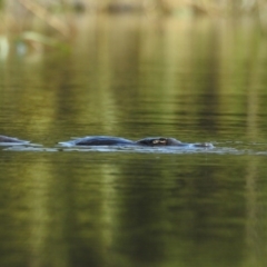 Ornithorhynchus anatinus (Platypus) at Paddys River, ACT - 20 Feb 2017 by Qwerty