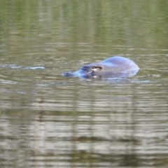 Ornithorhynchus anatinus at Paddys River, ACT - 20 Feb 2017