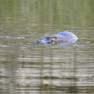 Ornithorhynchus anatinus at Paddys River, ACT - 20 Feb 2017