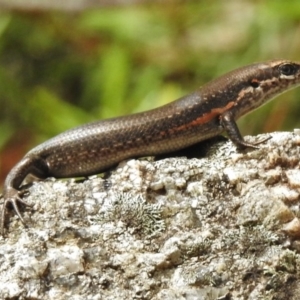 Pseudemoia entrecasteauxii at Tennent, ACT - 2 Mar 2017