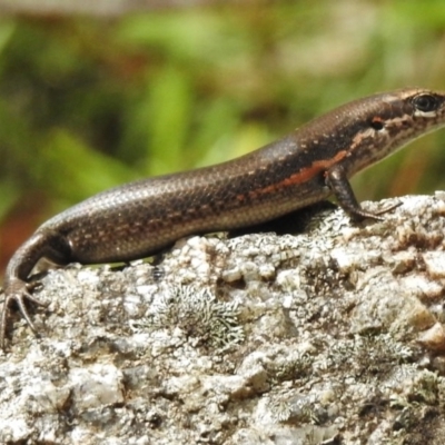 Pseudemoia entrecasteauxii (Woodland Tussock-skink) at Namadgi National Park - 2 Mar 2017 by JohnBundock