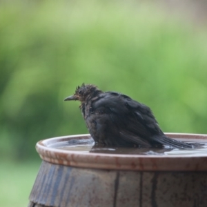 Turdus merula at Murrumbateman, NSW - 2 Mar 2017 05:43 PM