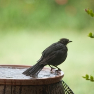 Turdus merula at Murrumbateman, NSW - 2 Mar 2017 05:43 PM