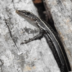 Pseudemoia spenceri (Spencer's Skink) at Namadgi National Park - 1 Mar 2017 by JohnBundock