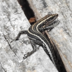 Pseudemoia spenceri at Tennent, ACT - 2 Mar 2017 10:46 AM