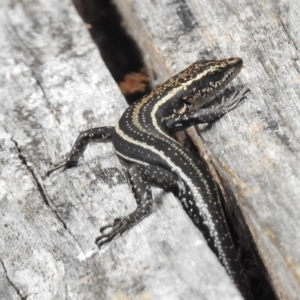 Pseudemoia spenceri at Tennent, ACT - 2 Mar 2017