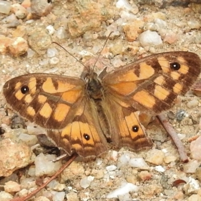 Geitoneura klugii (Marbled Xenica) at Tennent, ACT - 1 Mar 2017 by JohnBundock