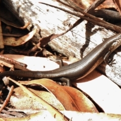 Pseudemoia entrecasteauxii (Woodland Tussock-skink) at Namadgi National Park - 2 Mar 2017 by JohnBundock