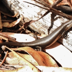 Pseudemoia entrecasteauxii at Tennent, ACT - 2 Mar 2017 11:02 AM