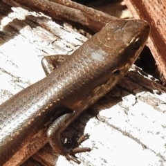 Pseudemoia entrecasteauxii at Tennent, ACT - 2 Mar 2017 11:02 AM