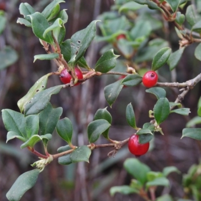 Coprosma hirtella (Currant Bush) at Tennent, ACT - 2 Mar 2017 by JohnBundock