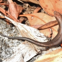 Pseudemoia entrecasteauxii (Woodland Tussock-skink) at Tennent, ACT - 1 Mar 2017 by JohnBundock