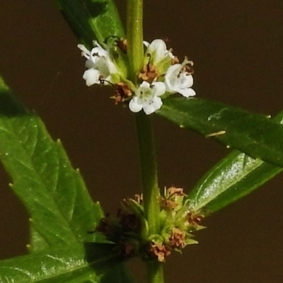 Lycopus australis (Native Gipsywort, Australian Gipsywort) at Paddys River, ACT - 1 Mar 2017 by JohnBundock