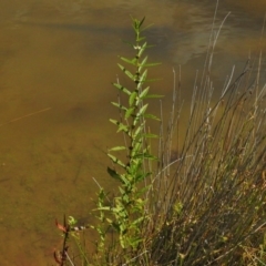 Lycopus australis at Paddys River, ACT - 1 Mar 2017