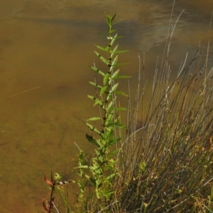 Lycopus australis at Paddys River, ACT - 1 Mar 2017