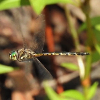 Hemicordulia australiae (Australian Emerald) at Paddys River, ACT - 1 Mar 2017 by JohnBundock