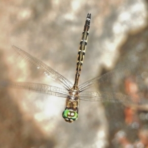 Hemicordulia australiae at Paddys River, ACT - 1 Mar 2017