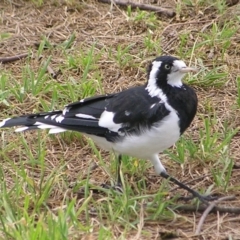 Grallina cyanoleuca (Magpie-lark) at Greenway, ACT - 2 Mar 2017 by MatthewFrawley