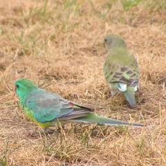 Psephotus haematonotus (Red-rumped Parrot) at Lake Tuggeranong - 2 Mar 2017 by MatthewFrawley