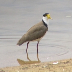 Vanellus miles (Masked Lapwing) at Lake Tuggeranong - 2 Mar 2017 by MatthewFrawley