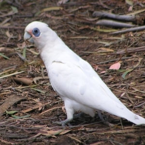 Cacatua sanguinea at Greenway, ACT - 2 Mar 2017 01:04 PM