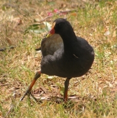 Gallinula tenebrosa (Dusky Moorhen) at Greenway, ACT - 2 Mar 2017 by MatthewFrawley