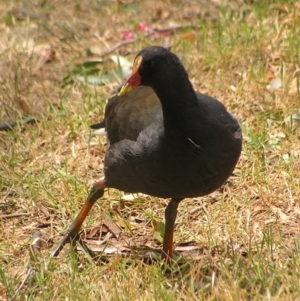 Gallinula tenebrosa at Greenway, ACT - 2 Mar 2017 01:05 PM